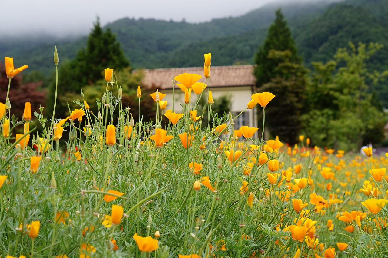 B站手机卡实名账号：智慧树学生版app详情下载教程