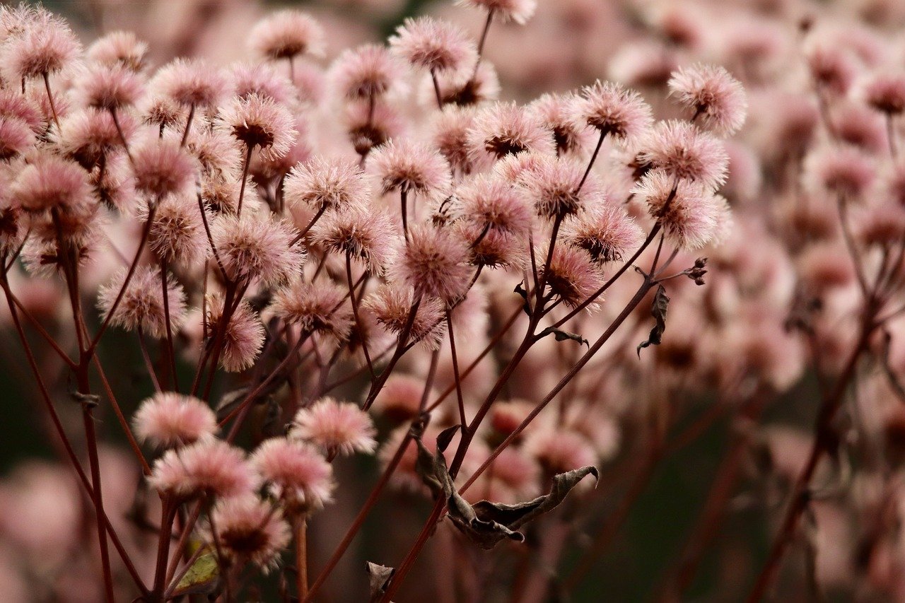 搜狐实名账号：详情下载教程搜狐app