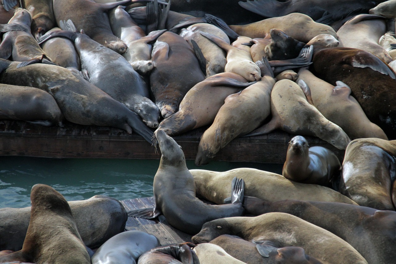 七星柔和9mg：苍南注册代理记账业务